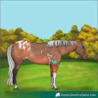 Horse Color:White Spotted Silver Brown Dun Tobiano Appaloosa Rabicano