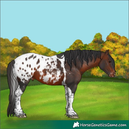 Horse Color:Brown Tobiano Blanket 