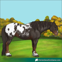 Horse Color:Liver Chestnut Appaloosa