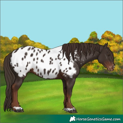 Horse Color:Liver Chestnut Near Leopard