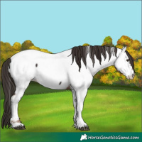 Horse Color:Liver Chestnut Tobiano Fewspot