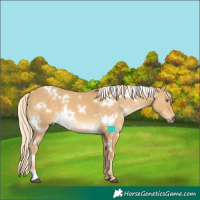 Horse Color:White Spotted Palomino Dun 