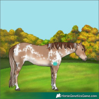 Horse Color:White Spotted Red Dun Rabicano