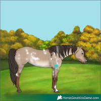Horse Color:White Spotted Liver Red Dun Rabicano