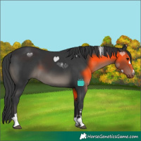 Horse Color:Black 
