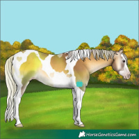 Horse Color:Gray Silver Classic Cream Champagne Onyx Splash Tobiano Rabicano 