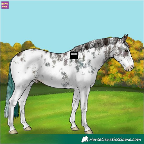 Horse Color:Midnight Bay Ice Onyx Sabino Appaloosa 