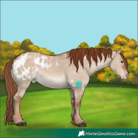 Horse Color:White Spotted Red Dun Appaloosa 