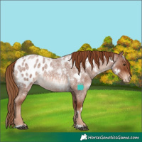 Horse Color:White Spotted Red Roan Near Leopard