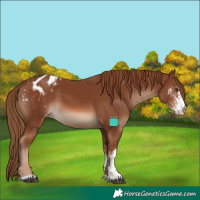 Horse Color:Chestnut Sabino Blanket 