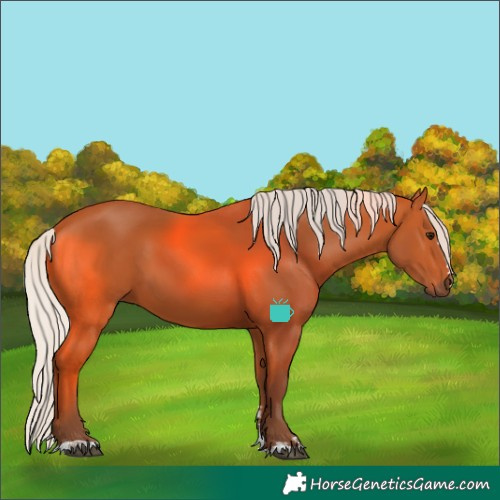 Horse Color:Silver Bay 