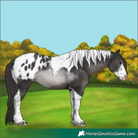Horse Color:Smoky Black Sabino Tobiano Blanket 