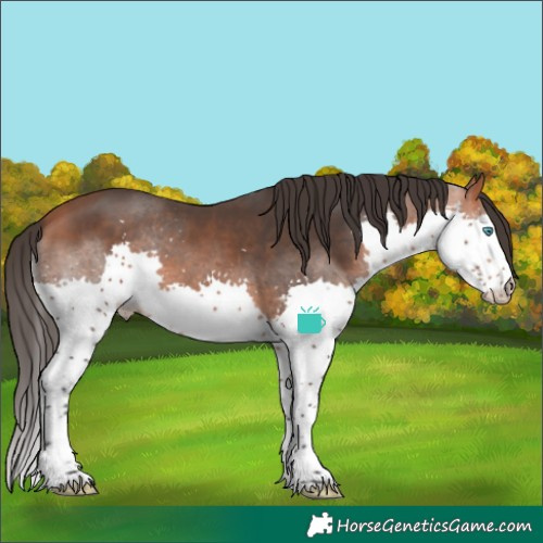 Horse Color:Bay Sabino Splash 