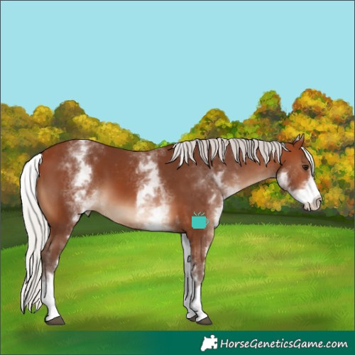 Horse Color:White Spotted Silver Brown 