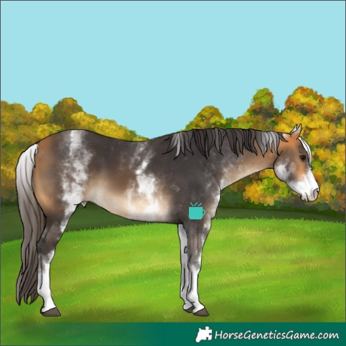 Horse Color:White Spotted Buckskin 
