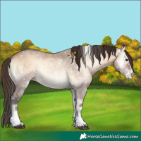 Horse Color:Bay Onyx Tobiano Appaloosa