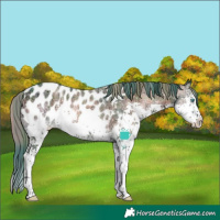 Horse Color:Watercolor Plaid Blue Onyx Ice Splash Appaloosa