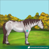 Horse Color:Chocolate Grullo Chinchilla Tobiano