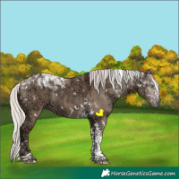 Horse Color:White Spotted Silver Grullo Ice Tobiano