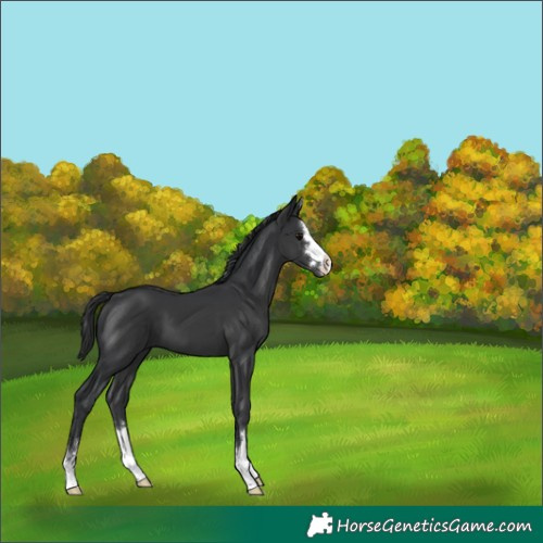 Horse Color:Black 