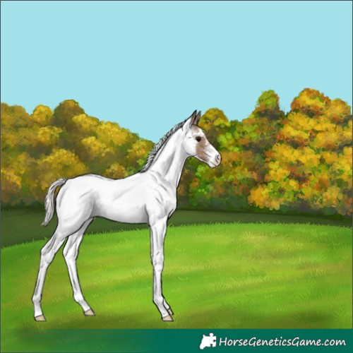 Horse Color:White Spotted Silver Grullo Appaloosa 