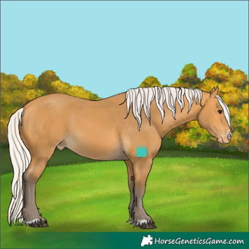 Horse Color:Silver Buckskin Appaloosa 