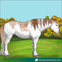 Horse Color:Plaid  White Spotted Chestnut Sabino Splash 