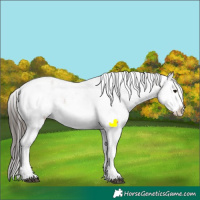 Horse Color:White Spotted Bay Sabino Appaloosa Rabicano 