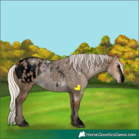 Horse Color:Void Silver Brown Roan Dun Sabino Appaloosa Rabicano 