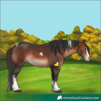Horse Color:Brown Sabino Splash Tobiano Varnish Rabicano 