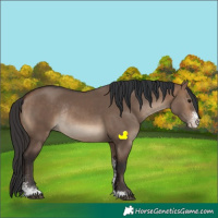 Horse Color:Brown Dun Sabino Rabicano 