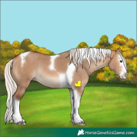 Horse Color:Silver Bay Dun Sabino Splash Tobiano Varnish Rabicano
