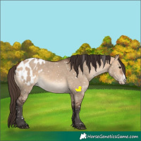 Horse Color:Bay Dun Sabino Blanket Rabicano