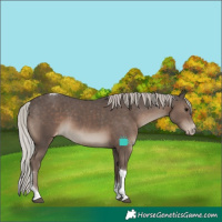 Horse Color:Silver Black Sabino Tobiano Appaloosa Rabicano