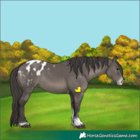 Horse Color:Smoky Grullo Sabino Tobiano Appaloosa Rabicano 