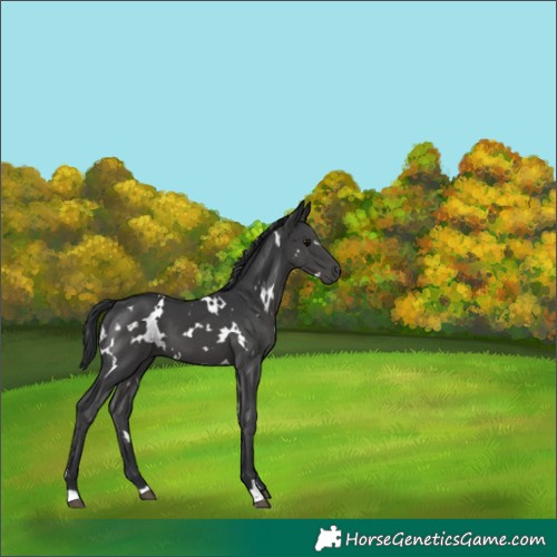 Horse Color:White Spotted Black 