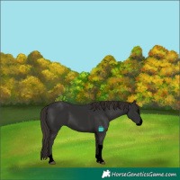Horse Color:Void Liver Chestnut Splash Tobiano