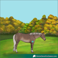 Horse Color:Silver Black Tobiano 