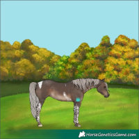 Horse Color:Silver Black Tobiano