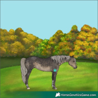 Horse Color:Silver Smoky Black Tobiano 