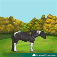 Horse Color:Smoky Black Tobiano 