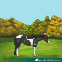 Horse Color:Smoky Black Tobiano