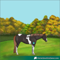 Horse Color:Liver Chestnut Tobiano 