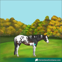 Horse Color:Brown Splash Tobiano Appaloosa