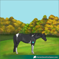 Horse Color:Black Tobiano