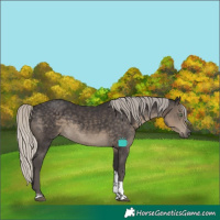 Horse Color:Silver Smoky Black Tobiano