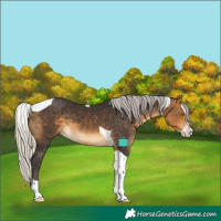 Horse Color:Silver Buckskin Splash Tobiano 
