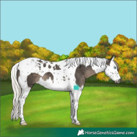 Horse Color:Gray Silver Black Splash Tobiano