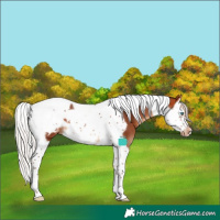 Horse Color:Silver Bay Splash Tobiano Frame Blanket 