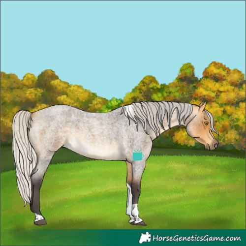 Horse Color:Silver Buckskin Roan Tobiano